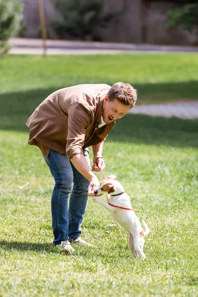 Jack Russell Terrier ile parkta oynayan heyecanlı adamın seçici odak noktası. 