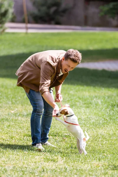 Selective Focus Excited Man Playing Jack Russell Terrier Grass Park — Stock Photo, Image