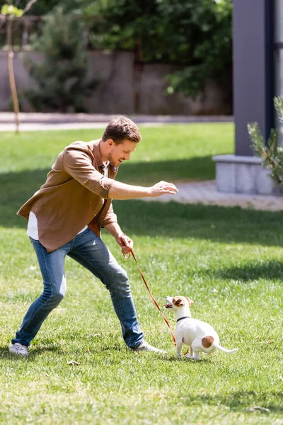 Seçici odak noktası kot giyen bir adamın parkta tasmalı Jack Russell Terrier ile oynaması. 