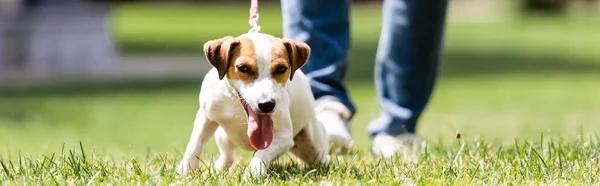 Vandret Afgrøde Jack Russell Terrier Nærheden Mand Græsplæne Parken - Stock-foto