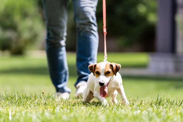 Foco Seletivo Jack Russell Terrier Com Língua Saindo Andando Perto — Fotografia de Stock