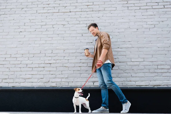 Uomo Con Tazza Carta Che Cammina Jack Russell Terrier Guinzaglio — Foto Stock