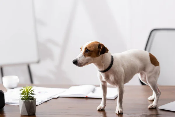 Jack Russell Terriër Kijkt Weg Buurt Van Plant Kantoor Tafel — Stockfoto