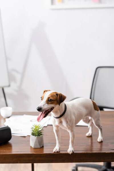 Selective focus of jack russell terrier sticking out tongue while standing on office table 