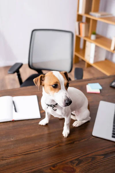 Enfoque Selectivo Jack Russell Terrier Sentado Cerca Computadora Portátil Portátil — Foto de Stock