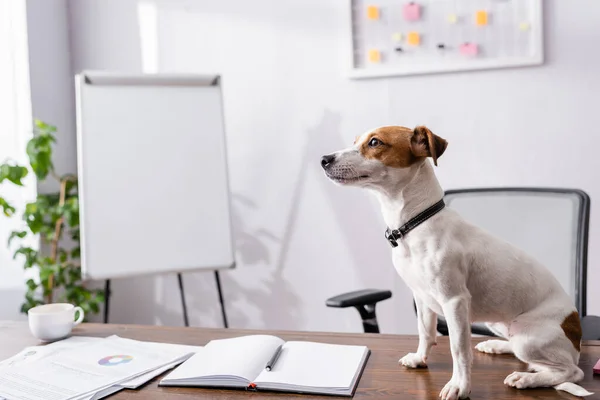 Selective Focus Jack Russell Terrier Sitting Notebook Papers Office Table — Stock Photo, Image