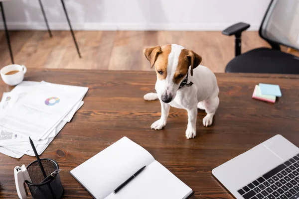 Selective Focus Jack Russell Terrier Looking Away While Sitting Laptop — Stock Photo, Image