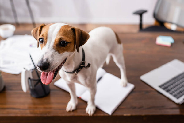 Selective focus of jack russell terrier sticking out tongue on office table 