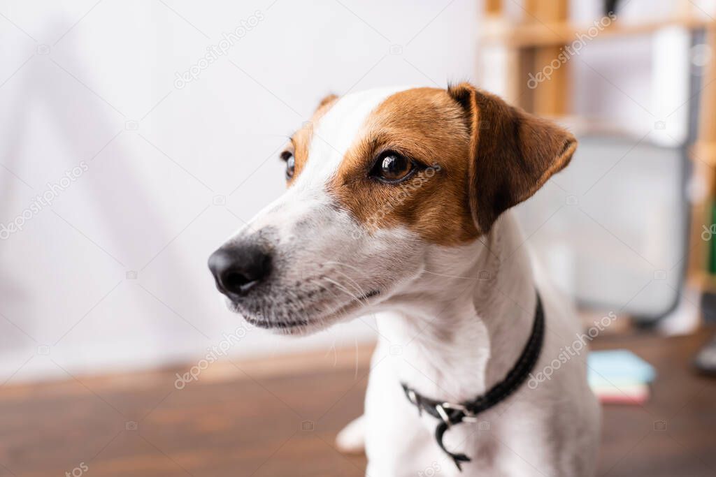 Selective focus of jack russell terrier looking away in office 