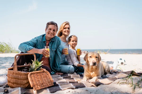 Golden Retriever yakınlarında plajda bir bardak portakal suyu taşıyan ailenin seçici odak noktası. 