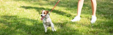 Genç bayanın panoramik mahsulü Jack Russell Terrier köpeğinin tasmasını tutuyor.