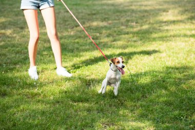 Genç bir kadının Jack Russell Terrier köpeğini tasmalı tutuşu.