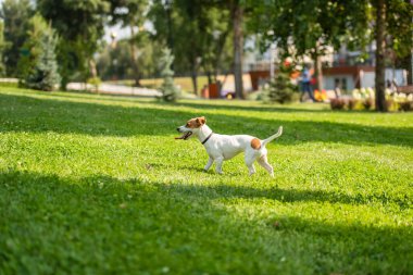 Selective focus of jack russell terrier dog walking on grass clipart