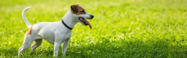 Çimlerin üzerinde duran Jack Russell Terrier köpeğinin panoramik mahsulü