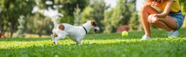 Cropped view of young woman playing ball with jack russell terrier dog clipart