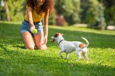 Partial view of young woman throwing ball to jack russell terrier dog clipart