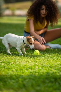 Genç bir kadının tenis topunun yanındaki köpeğe baktığı seçmeli bir odak.