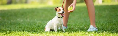 Panoramic crop of young woman keeping dog on leash and showing tennis ball clipart
