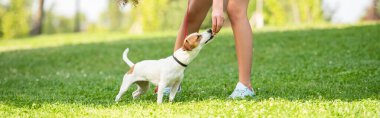 Jack Russell 'ın panoramik çekimi. Teriyer köpeği, genç bir kadının elini kokluyor.