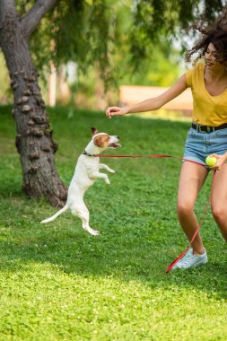 Genç bir kadın ve parkta oynayan Jack Russell Terrier köpeğinin seçici odak noktası.
