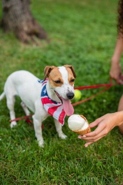 Jack Russell Terrier 'ın yanında dondurma tutan genç bir kadının görüntüsü.