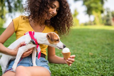 Jack Russell terrier 'in köpeğini dondurmayla besleyen genç bir kadının seçici odağı.