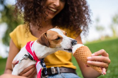 Genç bir kadının Jack Russell Terrier köpeğine dondurma yedirdiği kısmi manzara