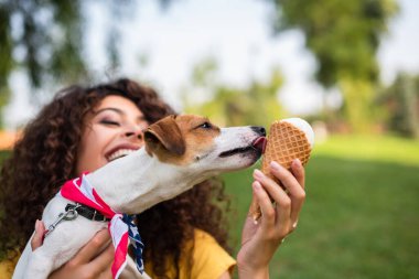 Selective focus of jack russell terrier dog licking ice cream clipart