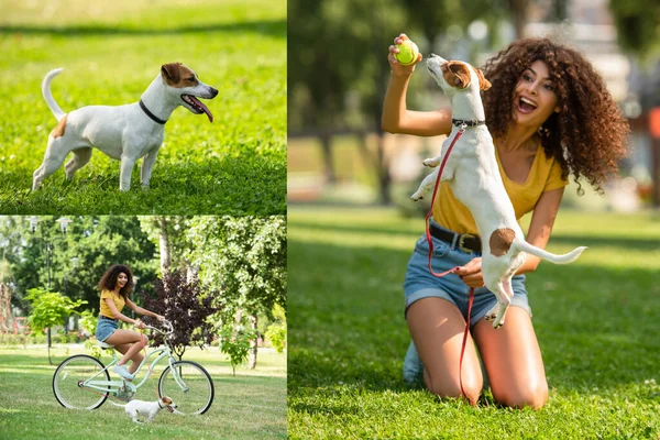 自転車に乗る若い女性のコラージュや犬とテニスボールをプレイ — ストック写真