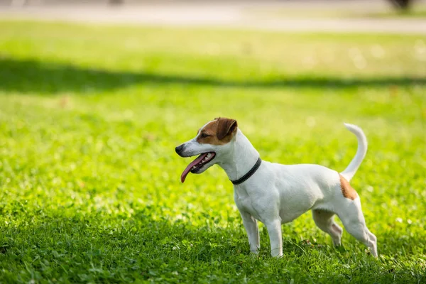 Çimlerin üzerinde duran Jack Russell Terrier köpeğinin seçici odak noktası