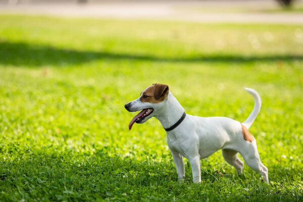 Selective focus of jack russell terrier dog standing on grass