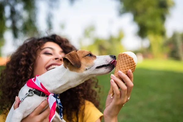 鲁斯塞尔宠物狗舔冰淇淋的选择性焦点 — 图库照片