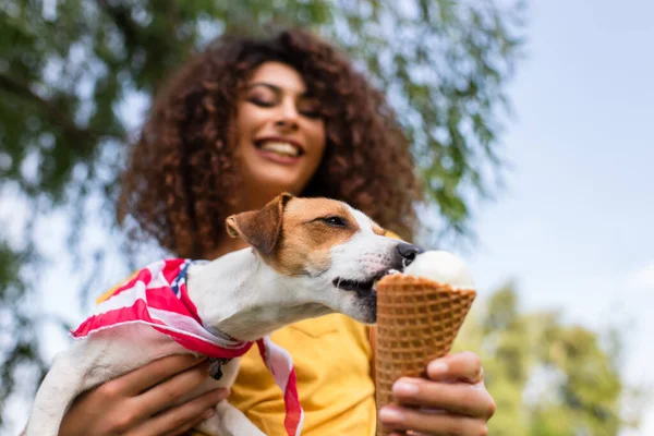 Enfoque Selectivo Jack Russell Terrier Perro Lamiendo Helado Mano — Foto de Stock