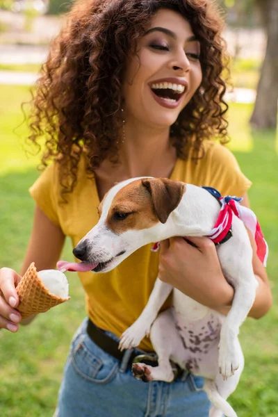Избранное Внимание Молодой Женщины Смеющейся Держащей Собаку Облизывающую Мороженое — стоковое фото