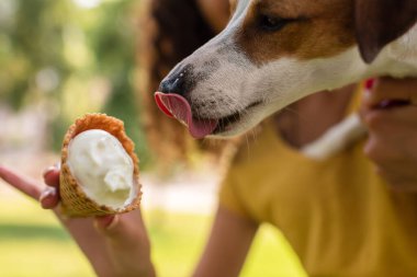 Kadının Jack Russell 'ı lezzetli dondurmayla teriyer köpeğiyle beslediği görüntüler.