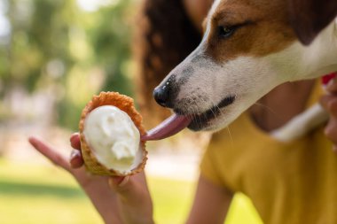 close up view of jack russell terrier dog licking delicious ice cream clipart