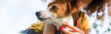Jack Russell Terrier köpeği tutan kadın manzaralı, panoramik konsept.