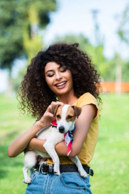 Jack Russell Terrier köpeğini okşayan neşeli, kıvırcık kadının seçici odağı