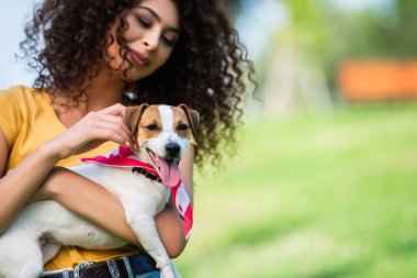 Jack Russell Terrier 'ı tutan ve okşayan neşeli, kıvırcık kadının seçici odağı.