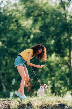 young woman in summer outfit laughing while taking photo of jack russell terrier dog in park clipart