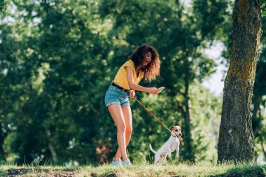 laughing woman in summer outfit taking photo of jack russell terrier dog while strolling in park clipart