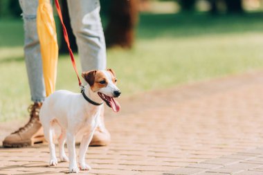 Jack Russell Terrier köpeğiyle gezen kadının kısmi görüntüsü