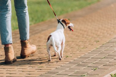 Jack Russell Terrier köpeğiyle gezen kadının kısmi görüntüsü