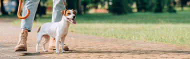 Jack Russell Terrier 'ın yanında parkta yürürken tasmalı panoramik kadın ürünü.