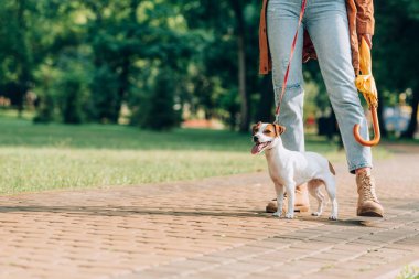 Jack Russell Terrier 'in tasmalı görüntüsü parkta şemsiyeli bir kadının yanında duruyor. 