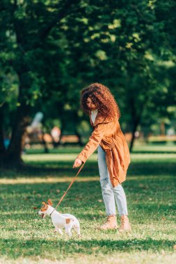 Yağmurluklu kıvırcık kadının seçici odak noktası tasmalı Jack Russell Teriyer parkta çayırda yürüyor 