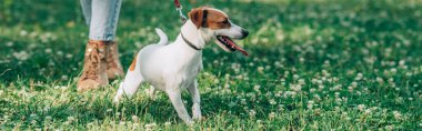 Website header of jack russell terrier standing near woman on grass with flowers  clipart