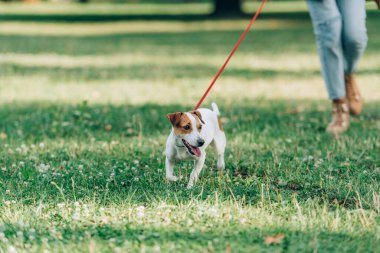 Jack Russell Terrier 'in seçmeli odak noktası. Parkta bir kadının yanında tasmalı yürüyor. 