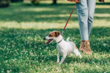 Jack Russell Terrier 'in seçici odak noktası. Parkta çiçeklerle çayırdaki kadının yanında tasmalı yürüyor. 