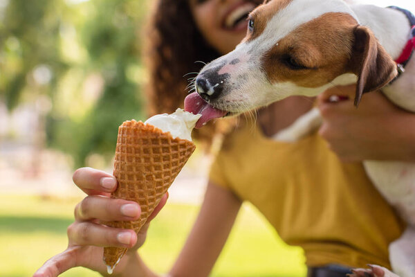 Cropped view of young woman feeding jack russell terrier dog ice cream